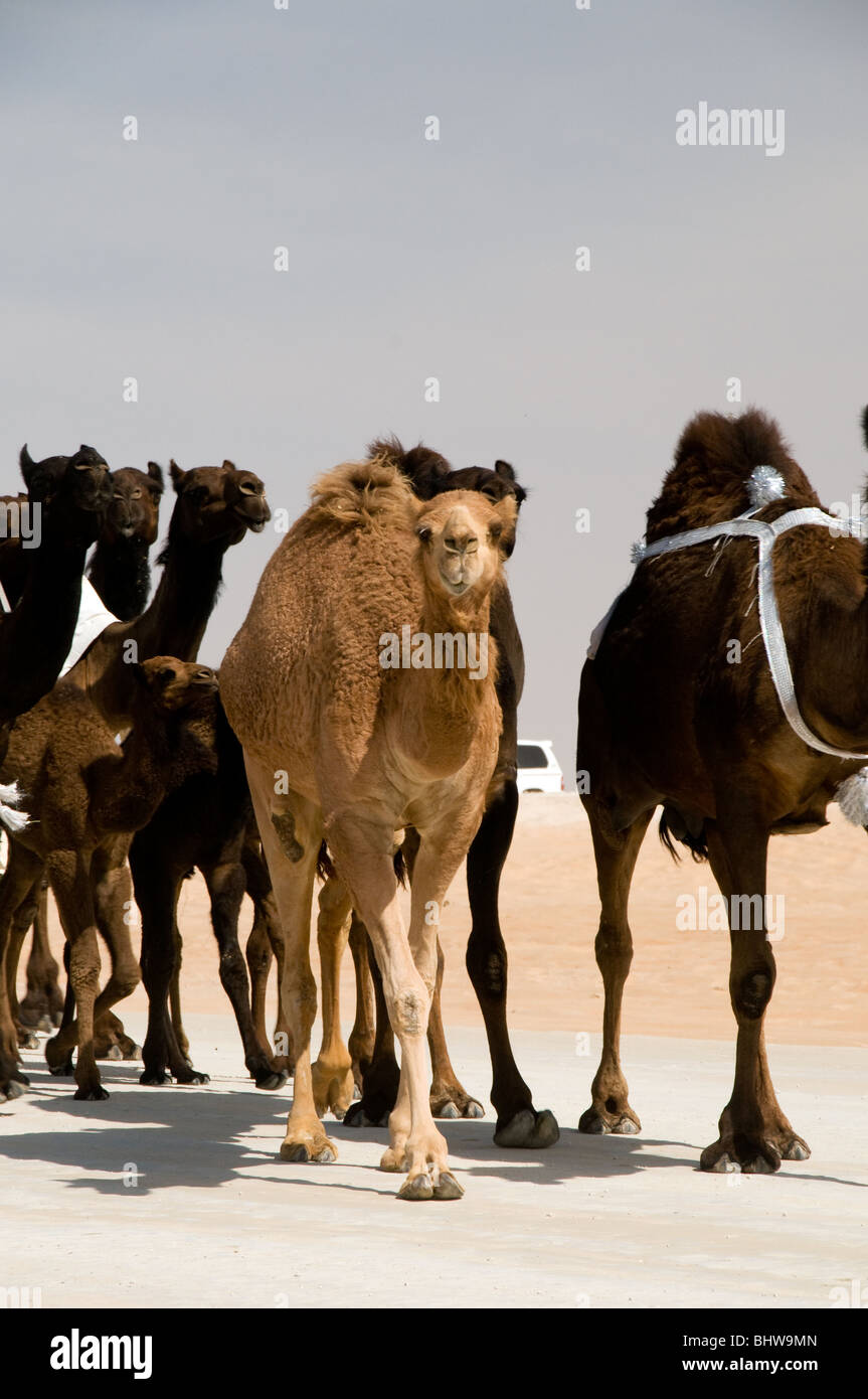 Al Dhafra camel festival, Zayed City, Abu Dhabi, UAE Stock Photo Alamy