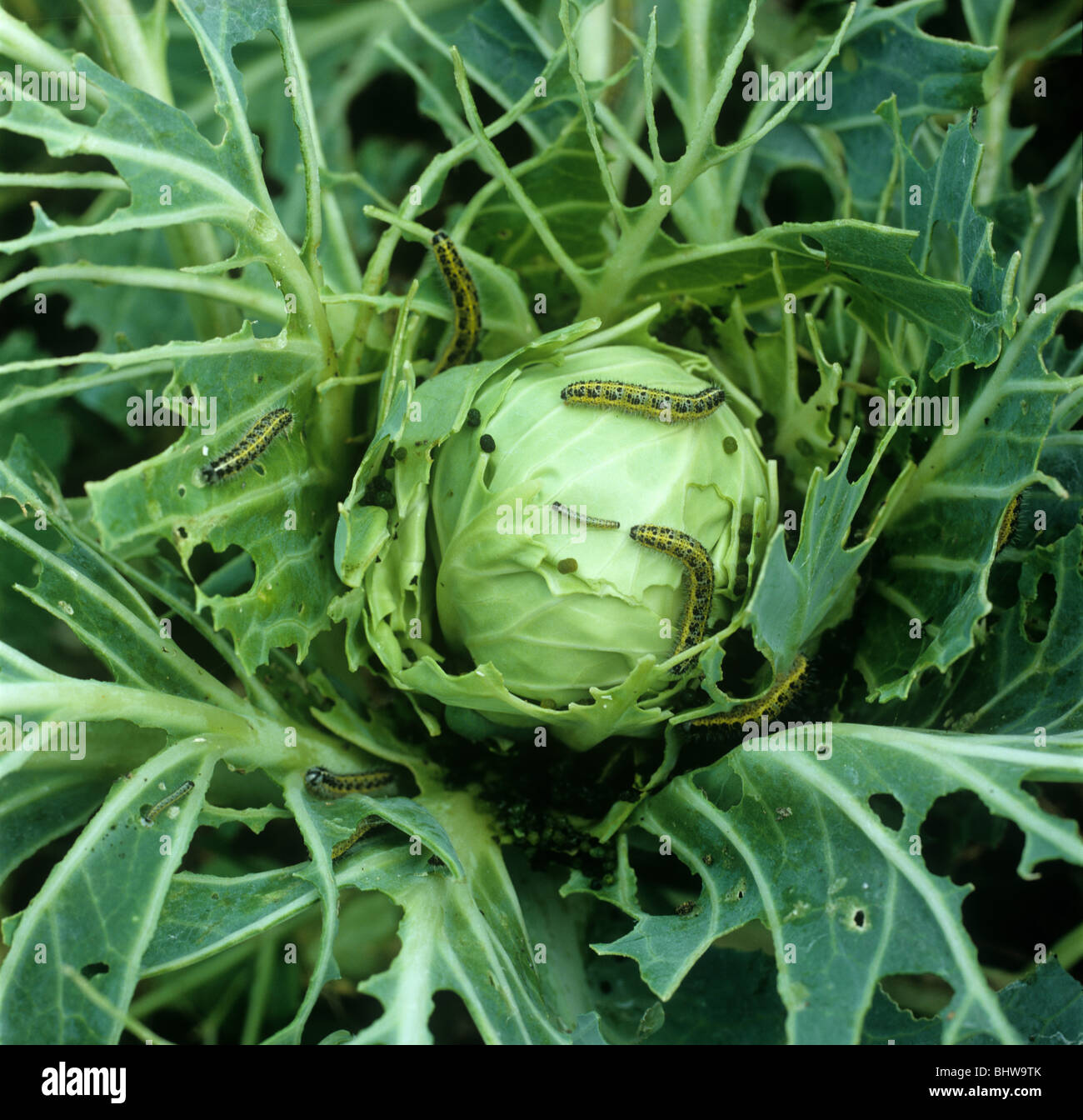 Large white butterfly (Pieris brassicae) caterpillars on decimated cabbage plant Stock Photo