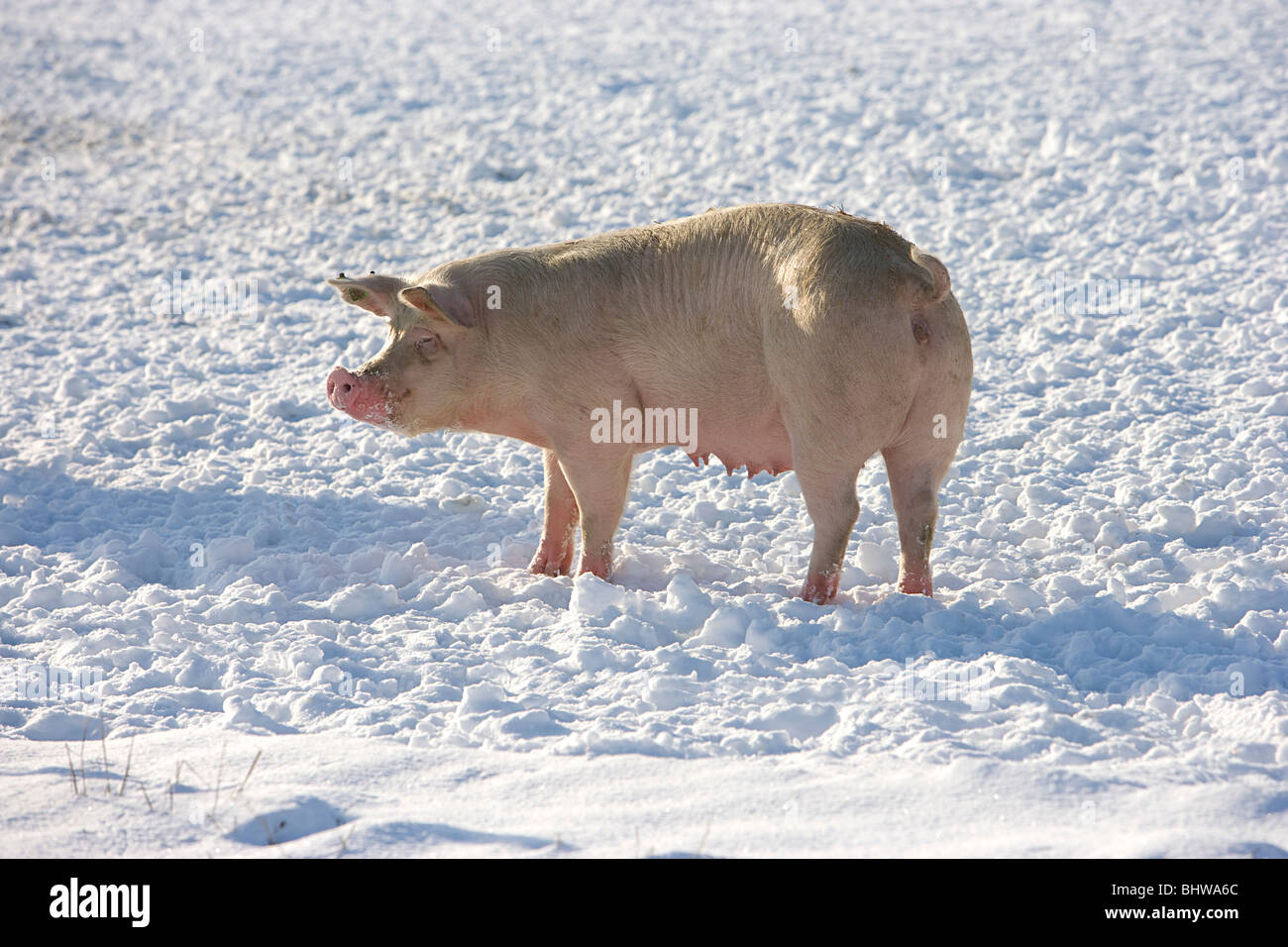 pig in snow covered field in winter Stock Photo - Alamy