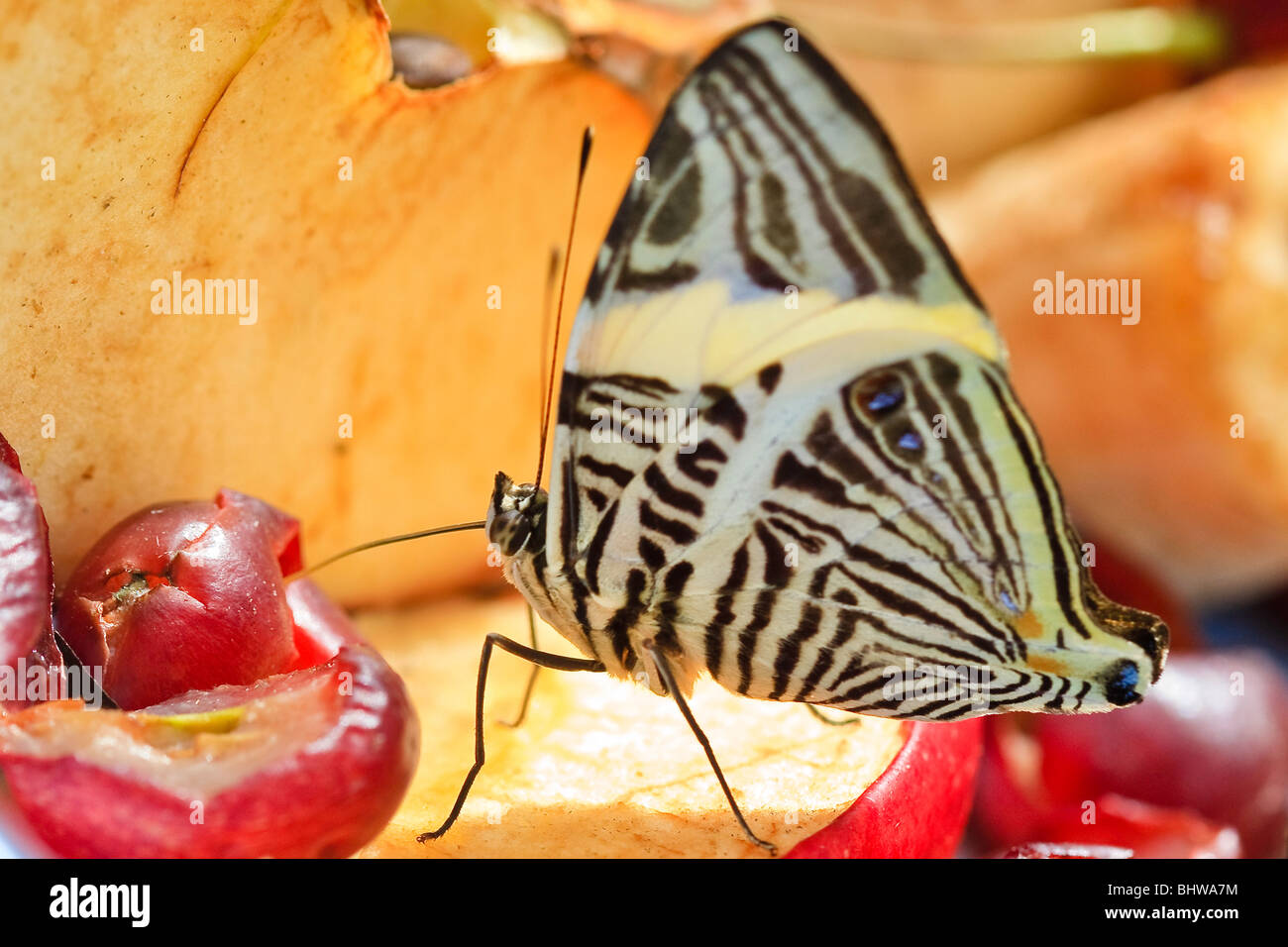 Zebra Mosaic Butterfly Stock Photo