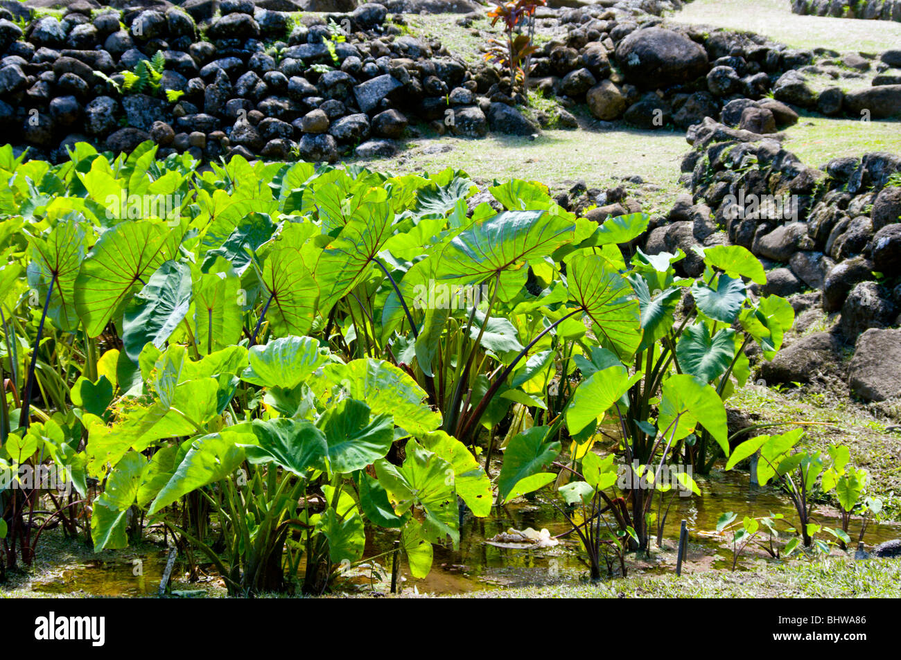 Taro growing in the Limahuli Garden Kauai HI Stock Photo - Alamy