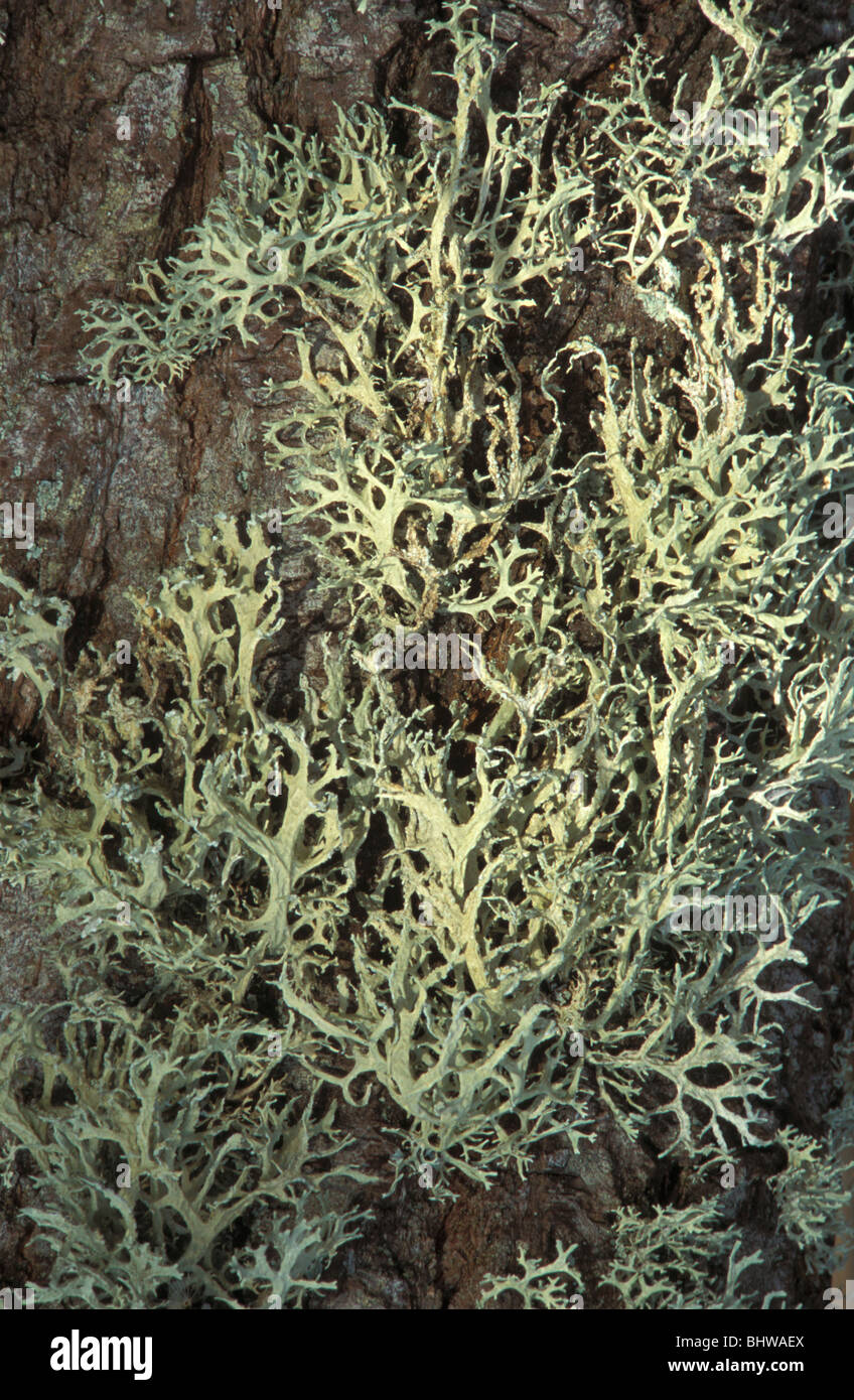 Lichen on tree in Newham Bog National Nature Reserve Northumberland Stock Photo