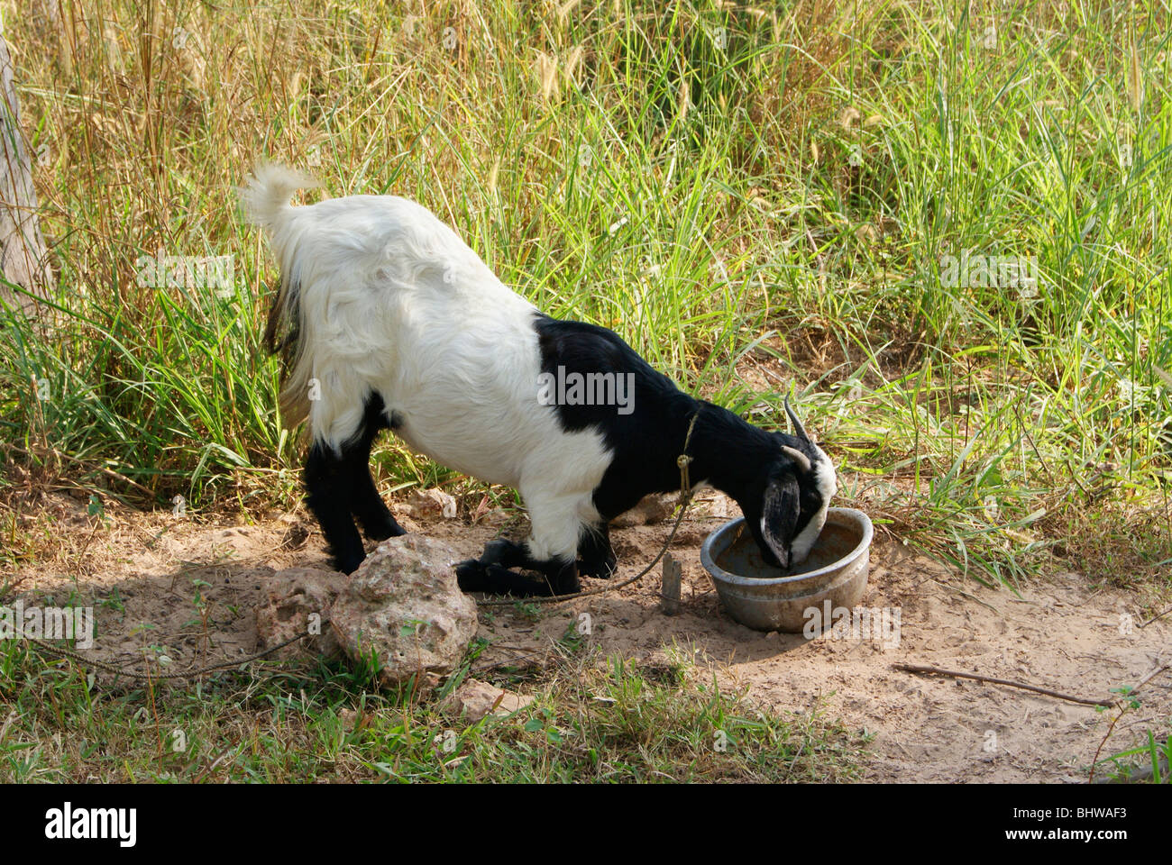 Thirst For Water. A Crazy Sheep drinking water in a typical style from small Beaker Stock Photo