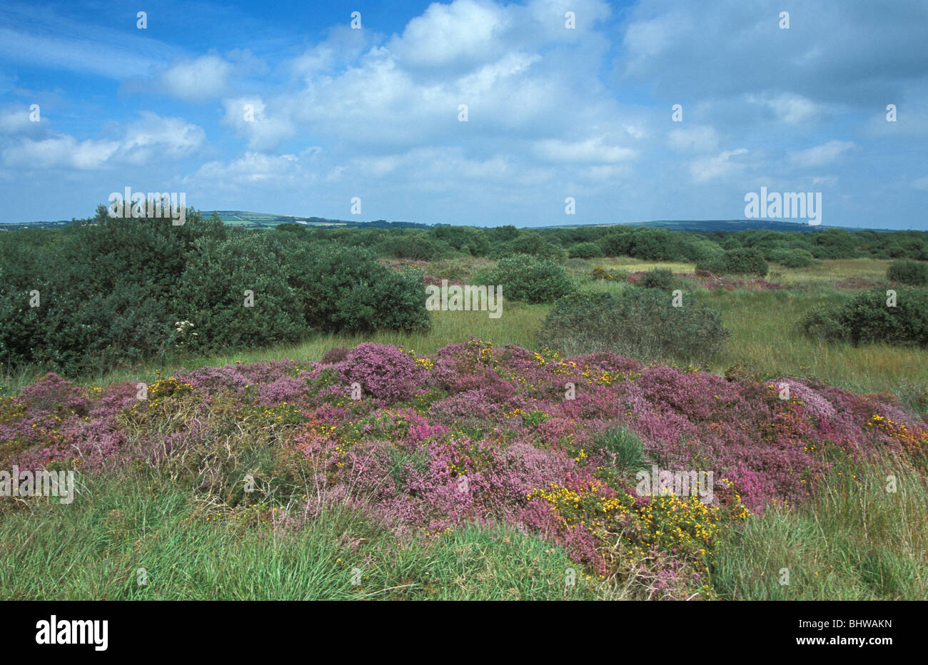 Heathland vegetation on Goss Moor National Nature Reserve Cornwall England Stock Photo
