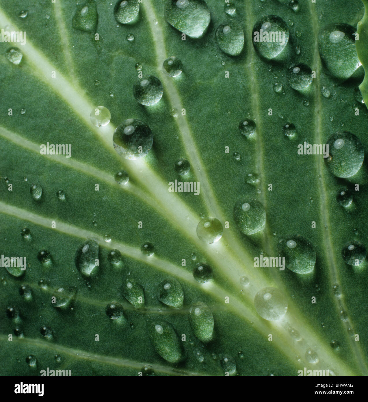 High contact angle of spherical droplets of water on a cabbage leaf