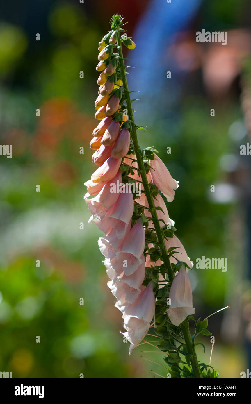 Hollyhocks in flower Stock Photo