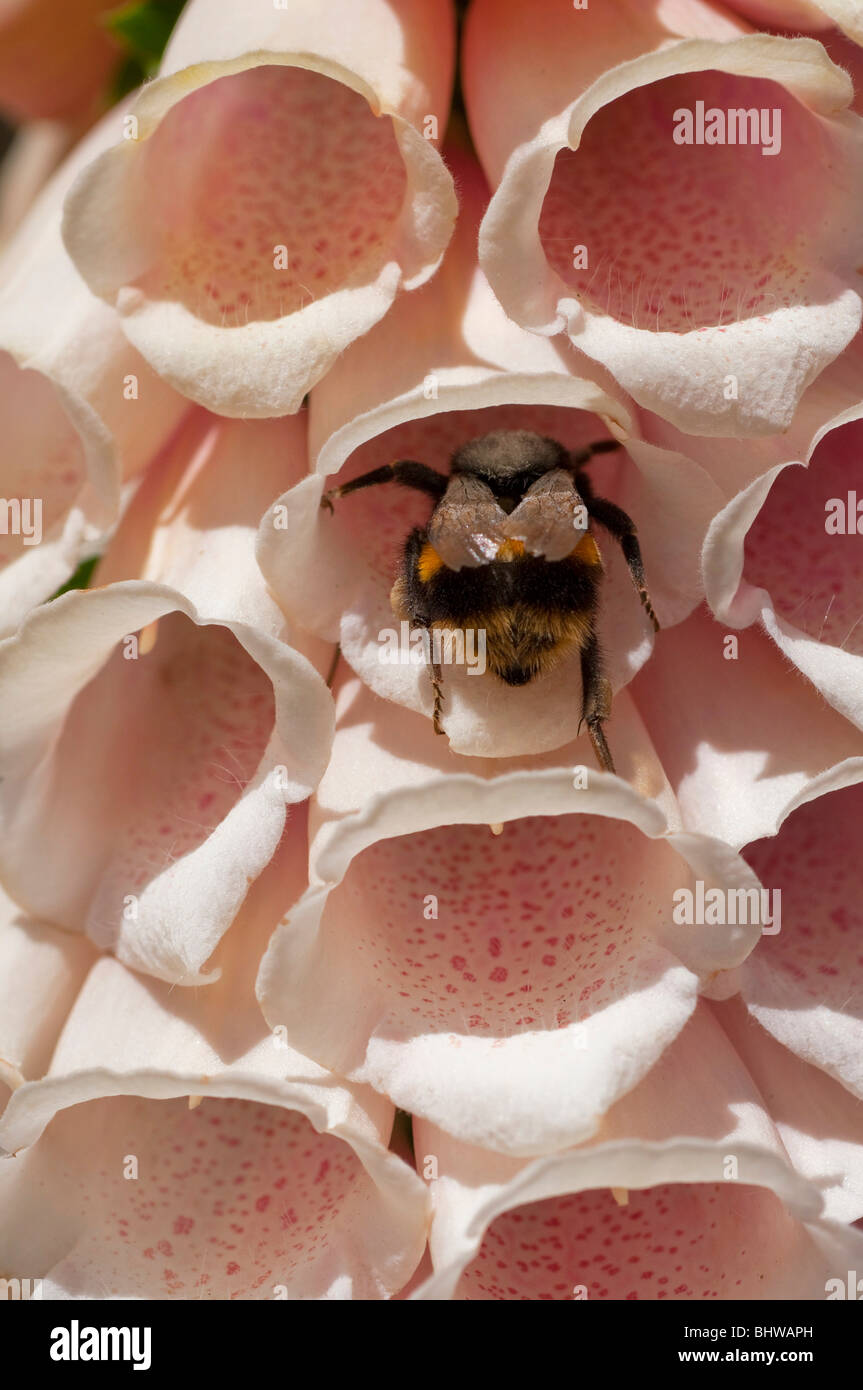 A bumble bee, an introduced species to Tasmania, gathering pollen from a hollyhock flower Stock Photo