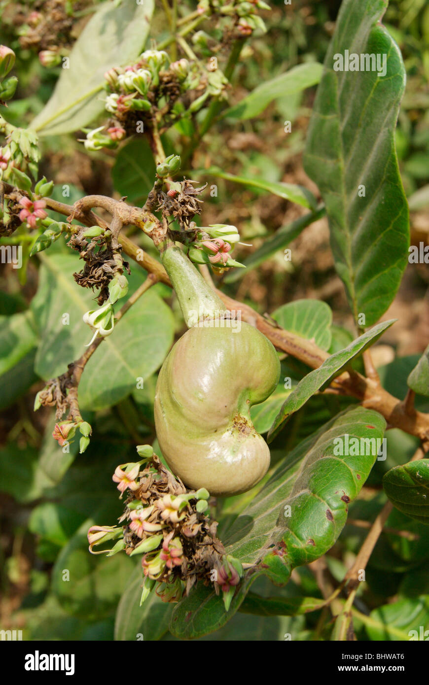 Cashew buds hires stock photography and images Alamy