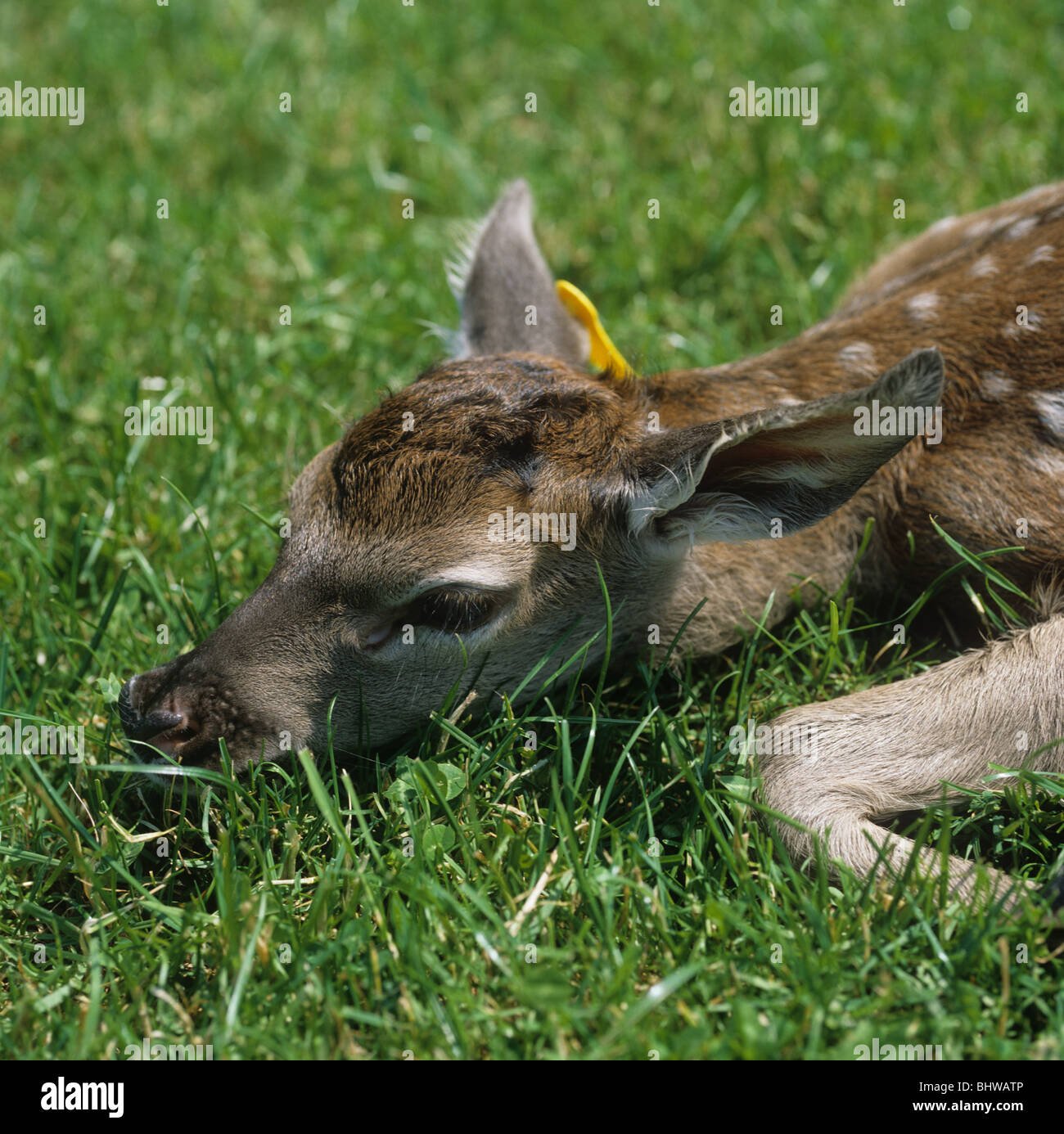 A day old farmed red deer calf, Herefordshire Stock Photo