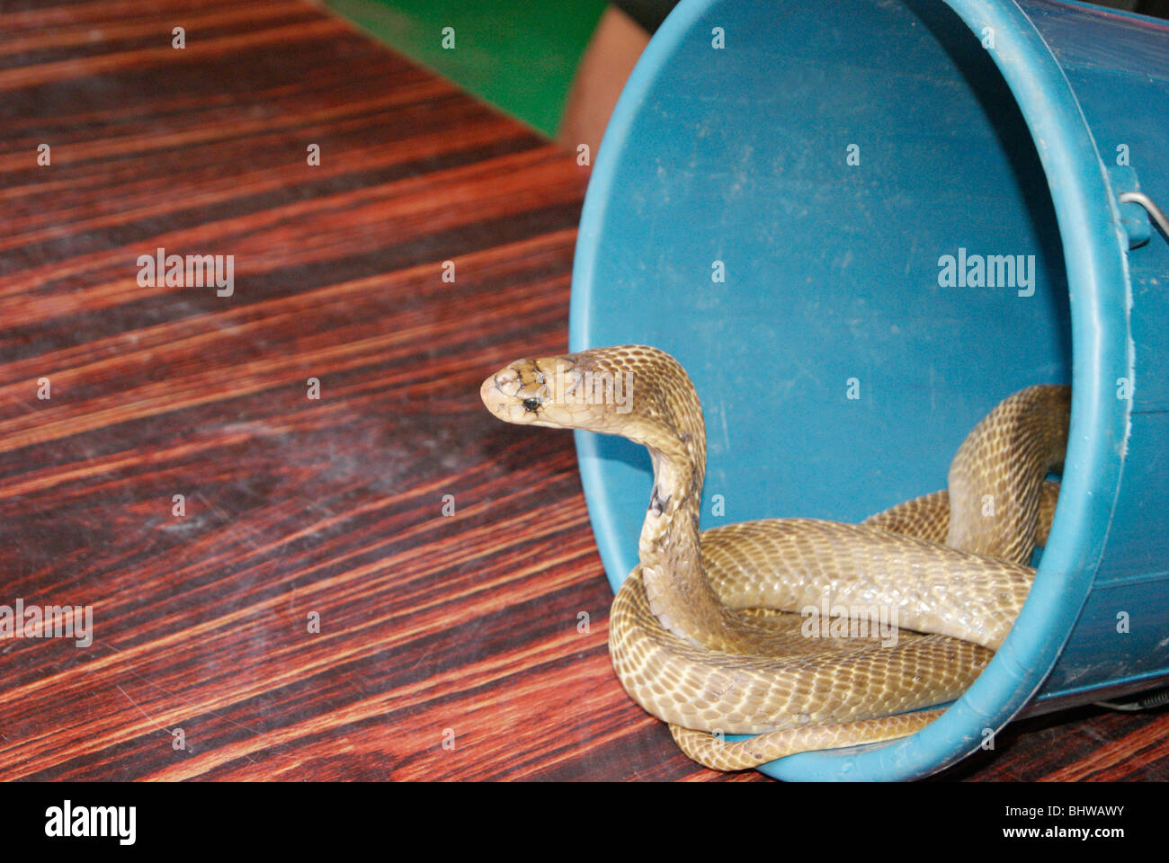 Cobra Dangerous Snake inside a Plastic Bucket.A Scene from Kerala,India Stock Photo