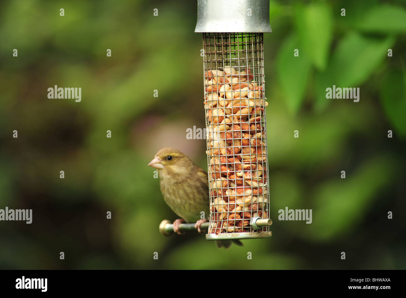 Single female Green Finch (Carduelis chloris) sat on a perch beside a peanut feeder in the garden Stock Photo