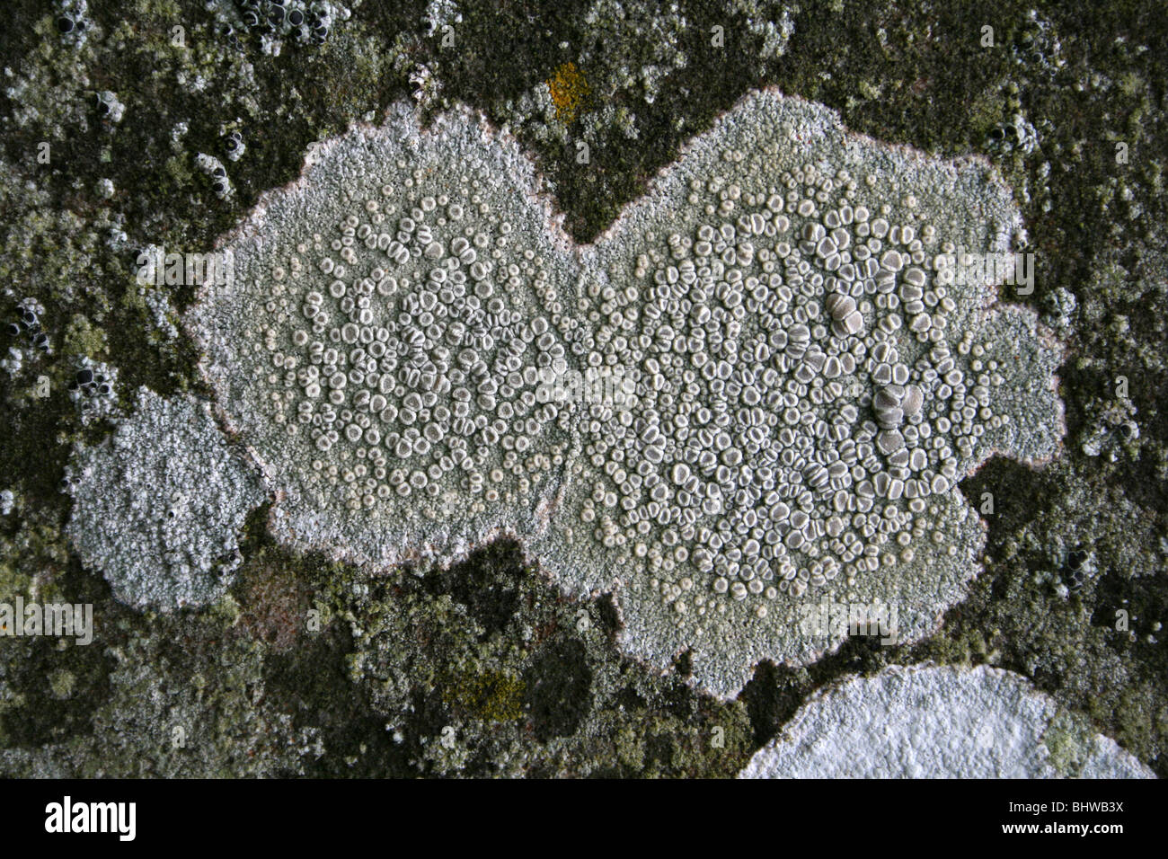 Crustose Lichen Lecanora carpinea Showing Apothecia Stock Photo