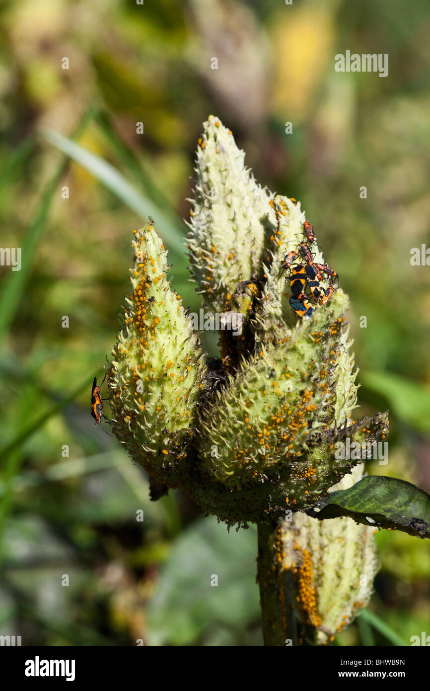 Oncopeltus fasciatus Bug insect with nymps on Milkweed plant pod in the ...