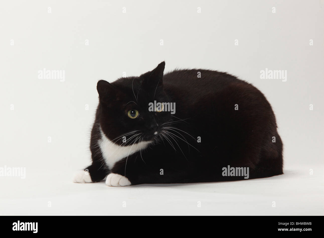 Domestic Cat, too fat / overweight Stock Photo