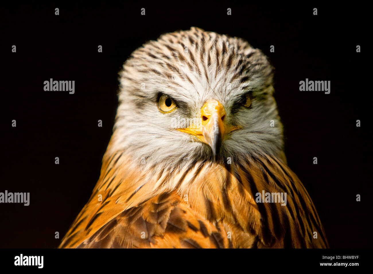 A portrait of a red kite (captive) Stock Photo