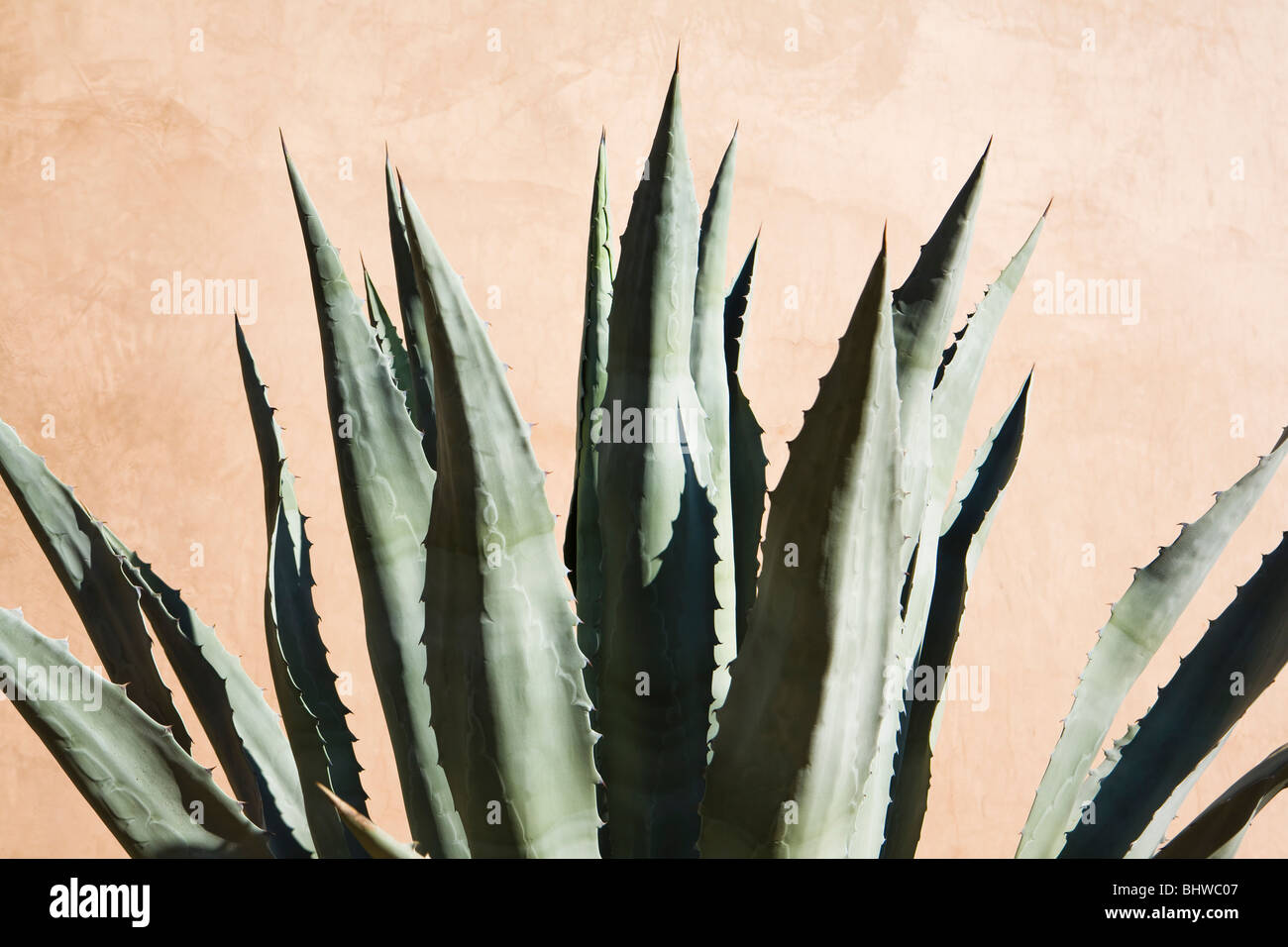 An Agave plant against a adobe wall, Phoenix, Arizona, USA. Stock Photo