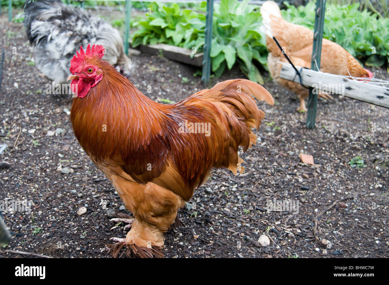 Red Cochin Chicken in the Garden Stock Photo