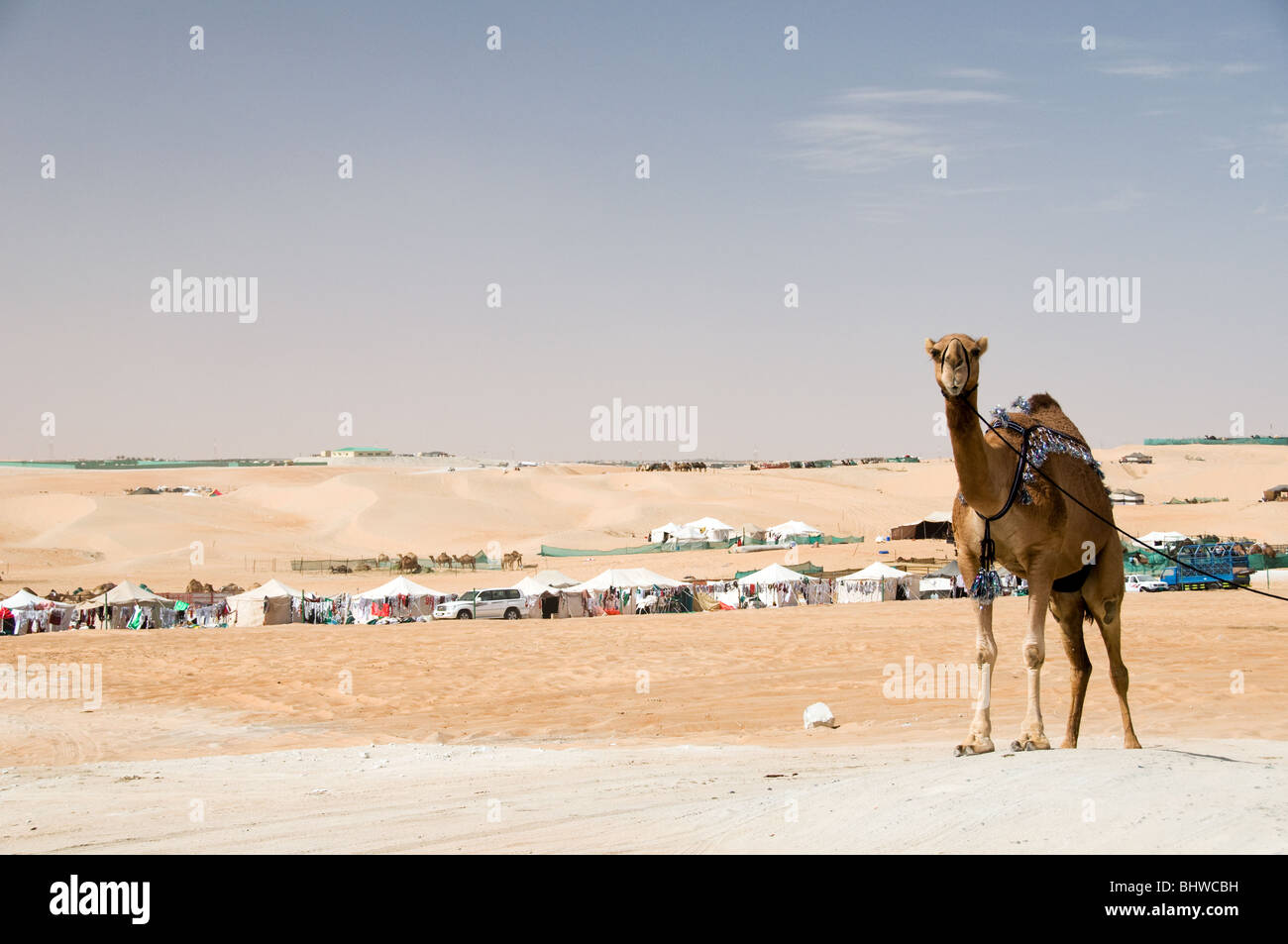 Al Dhafra camel festival, Zayed City, Abu Dhabi, UAE Stock Photo Alamy