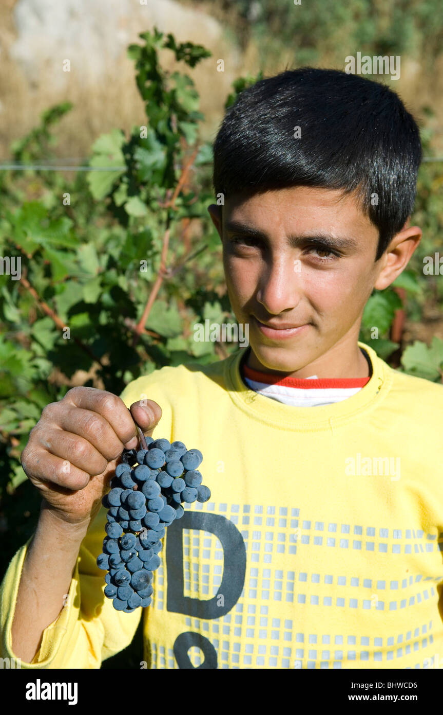 Portrait of a young Arab Farmer working in vineyard holding black grapes Lebanon Middle East Asia Stock Photo