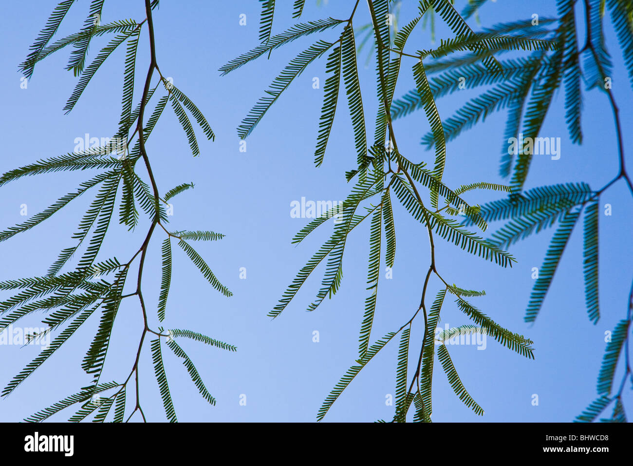 Feather Trees With Leaves