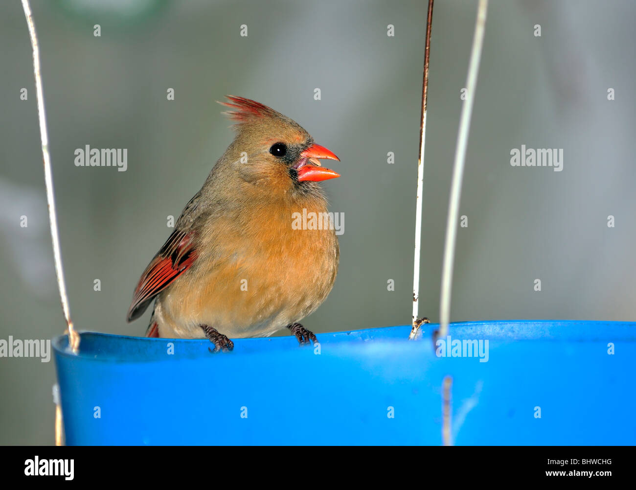 A Northern Cardinal female, Cardinalis cardinalis, perching on a blue