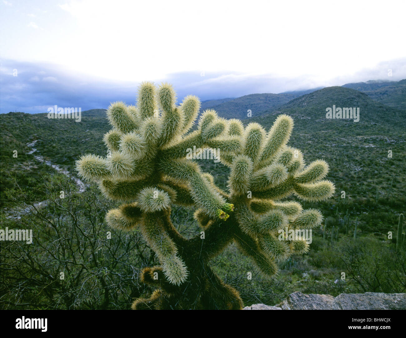 Teddy bear cholla or jumping cactus in Saguaro National Park in the Sonora  Desert of Arizona near Tucson Stock Photo - Alamy