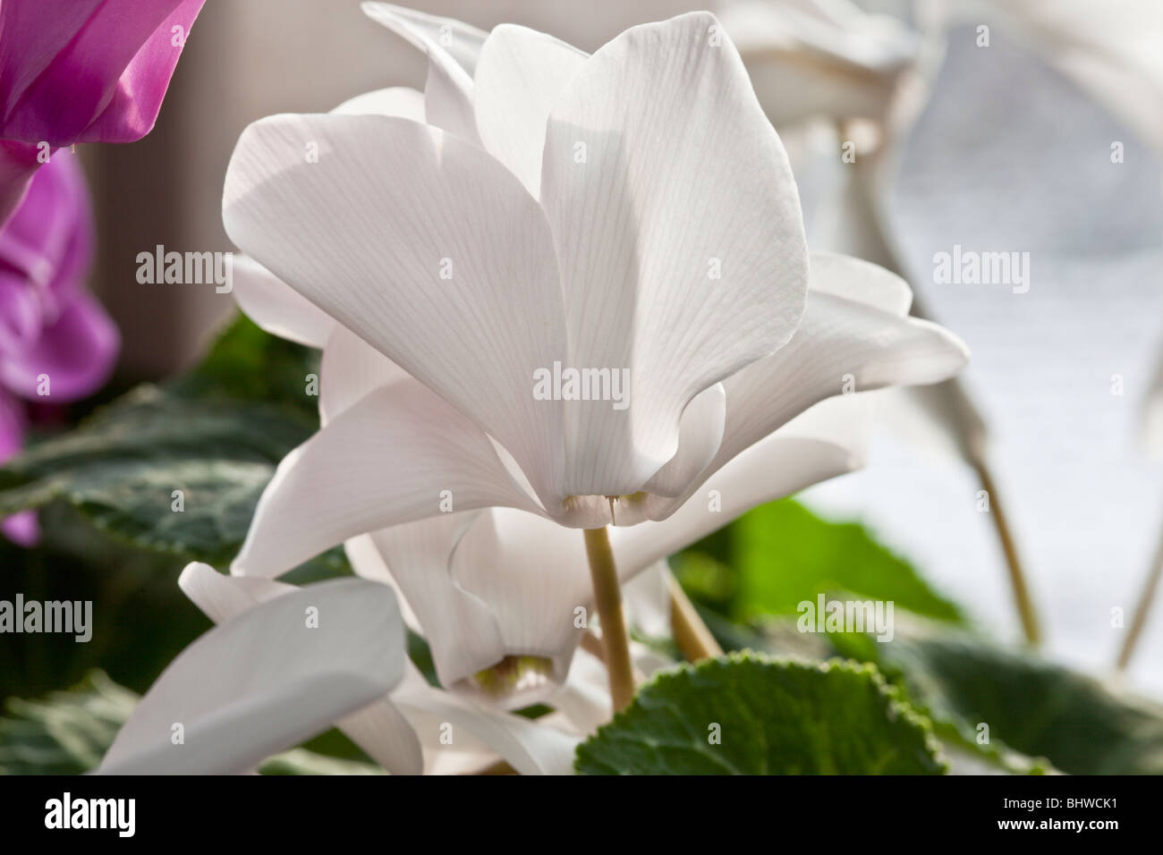 Close up of a white Cyclamen flower by Charles Lupica Stock Photo