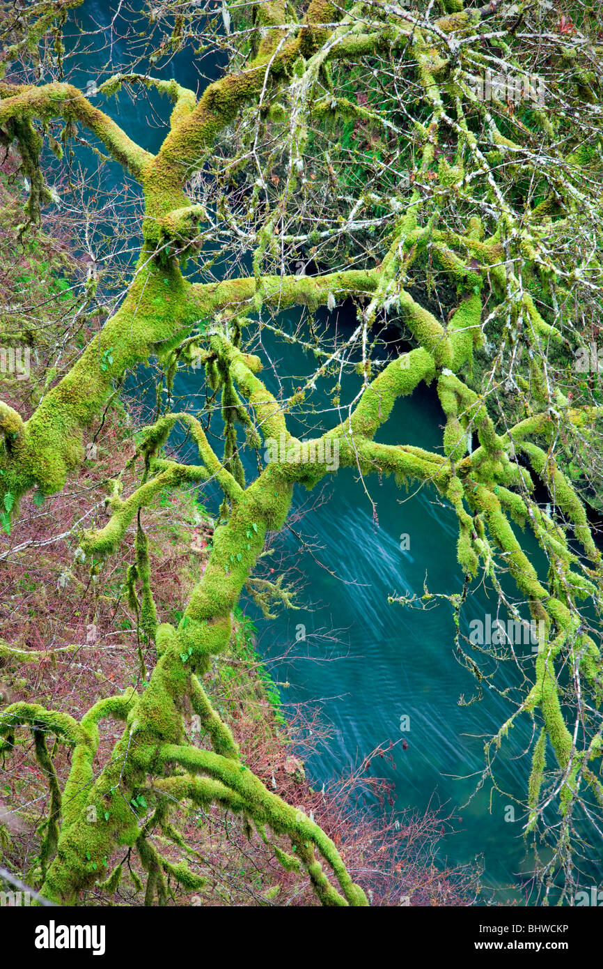 Moss on maple tree with Eagle Creek. Columbia River Gorge National Scenic Area, Oregon Stock Photo