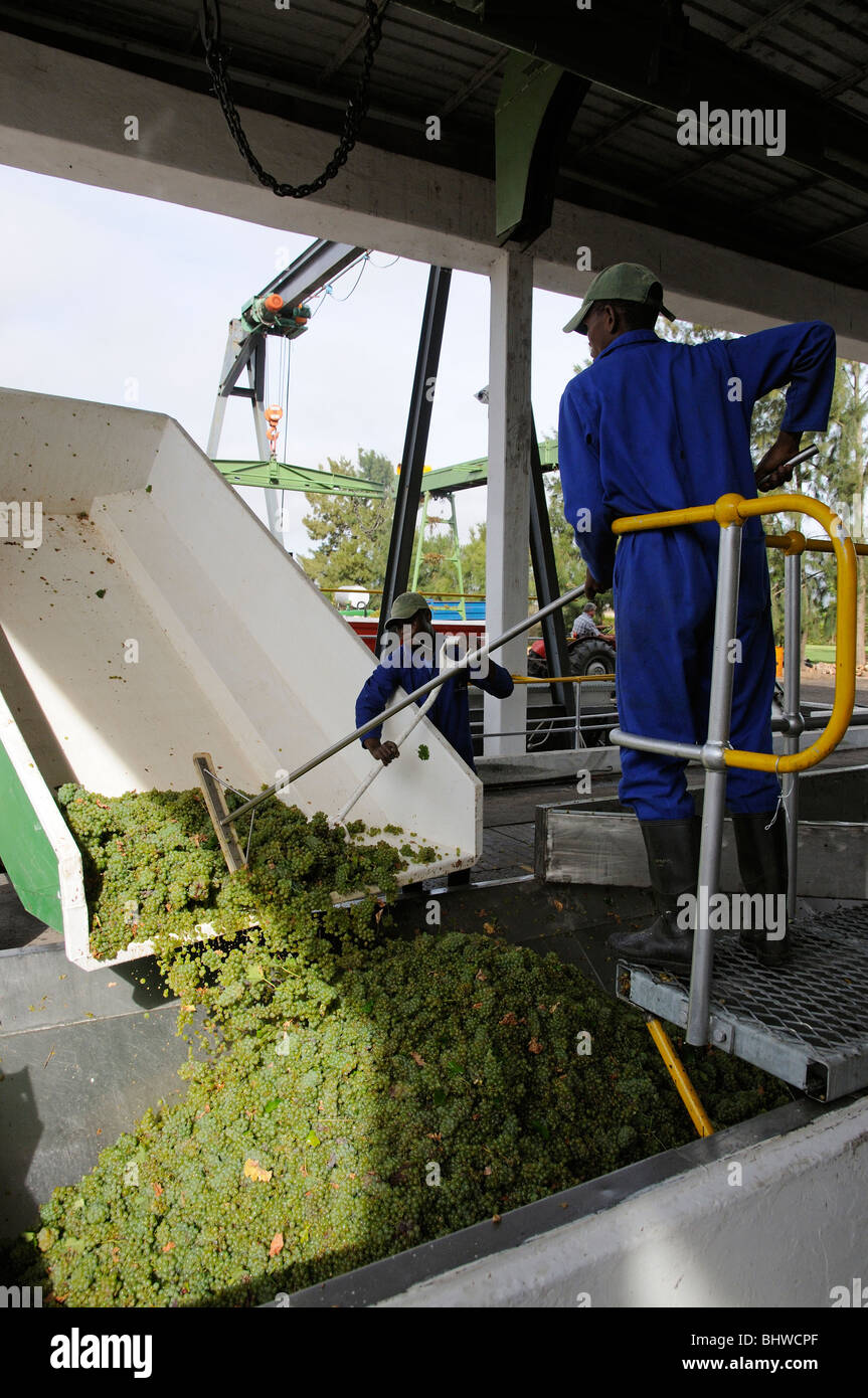 Freshly harvested Chenin grapes are tipped from trailer to receiving hopper at Koelenhof Winery Stellenbosh  South Africa Stock Photo