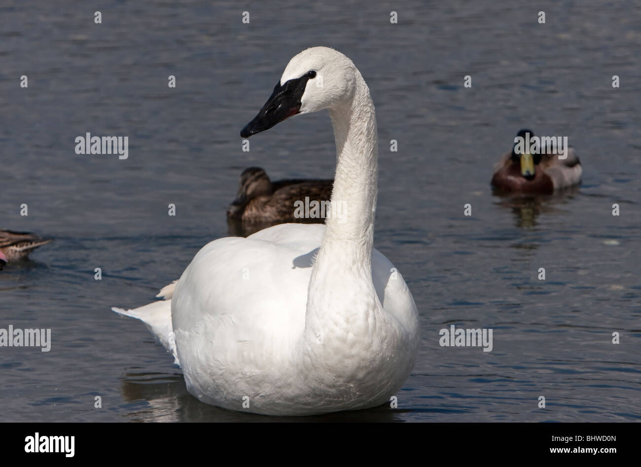 Trumpeter Swan Cygnus buccinator at Esquimalt Lagoon Victoria Vancouver Island BC in April with ducks behind Stock Photo