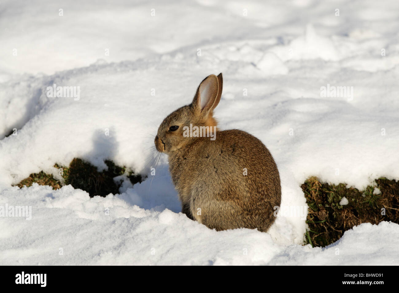Resting sitting britain british england english europe hi-res stock ...