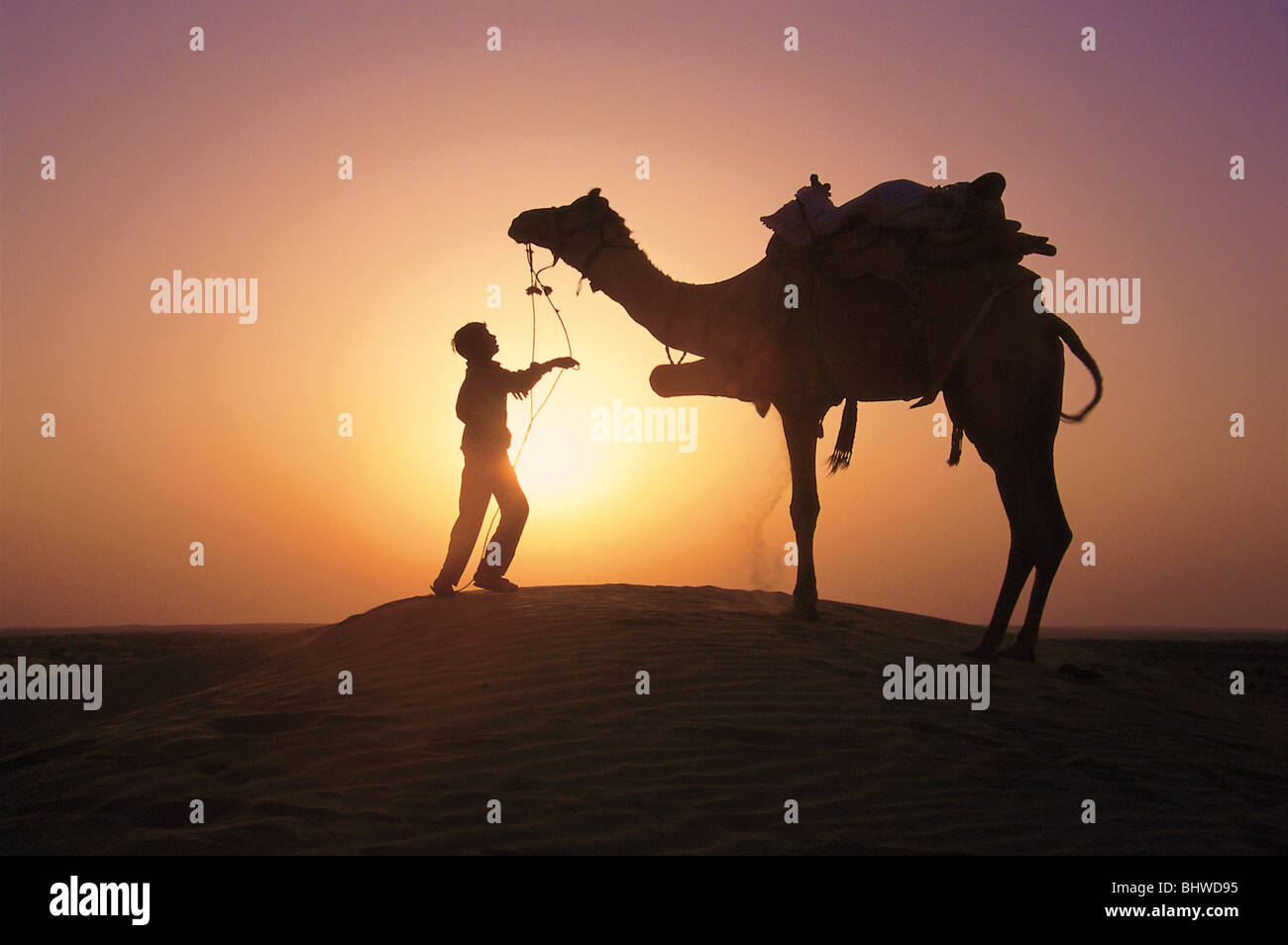 Camel stock Alamy and photography master hi-res - images