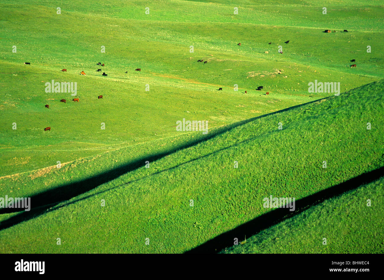 Cattle graze prairie below White Butte in Grand River National