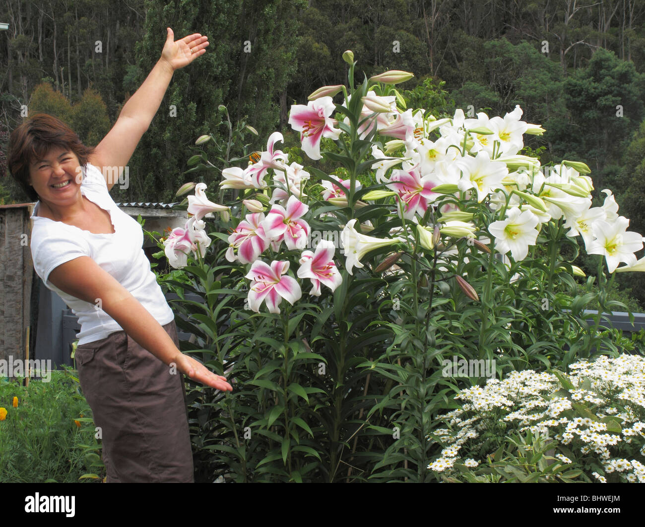Woman proudly showing off her display of varied lilies in her garden Stock Photo