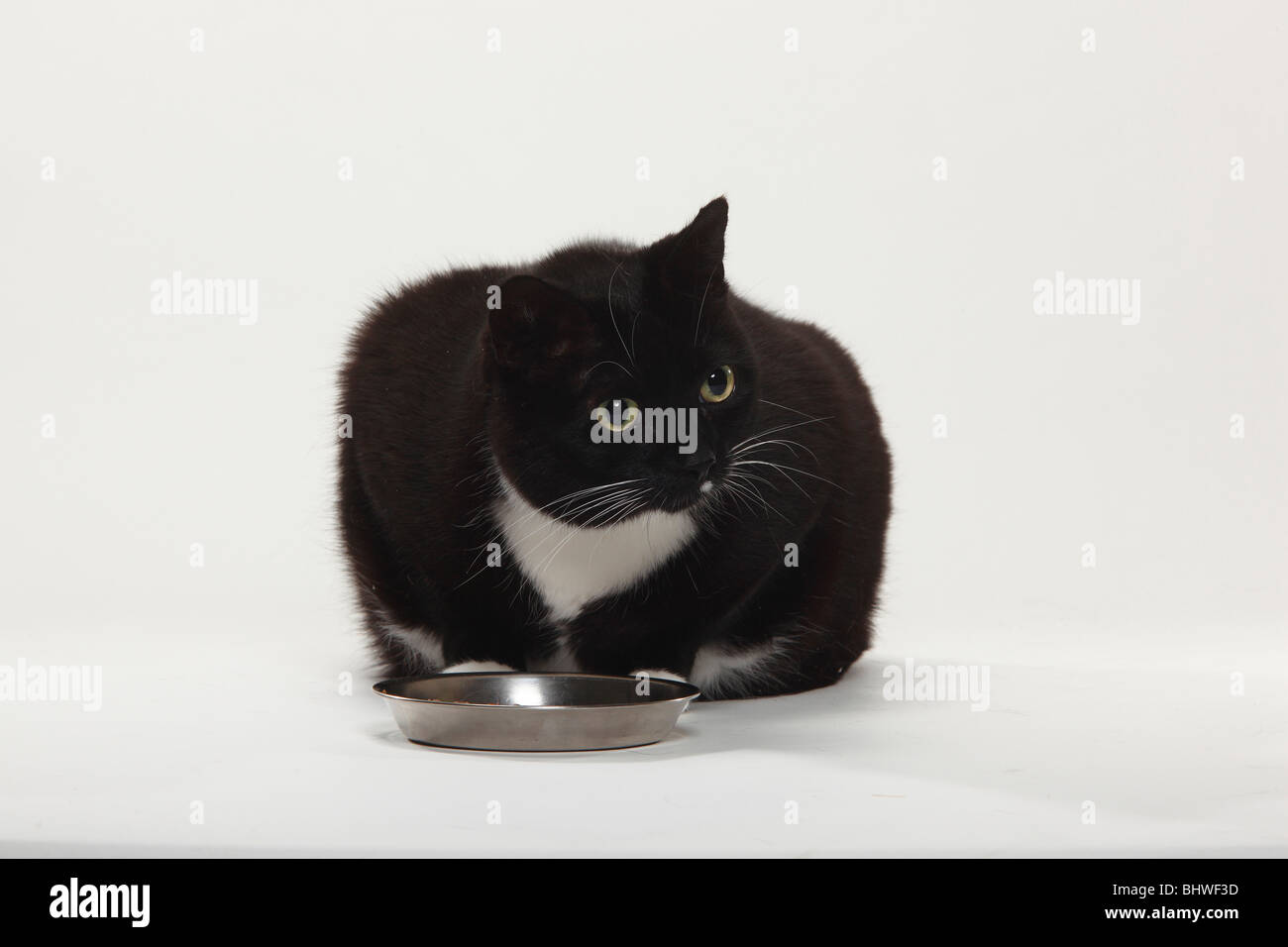 Domestic Cat, too fat / overweight, feeding bowl Stock Photo