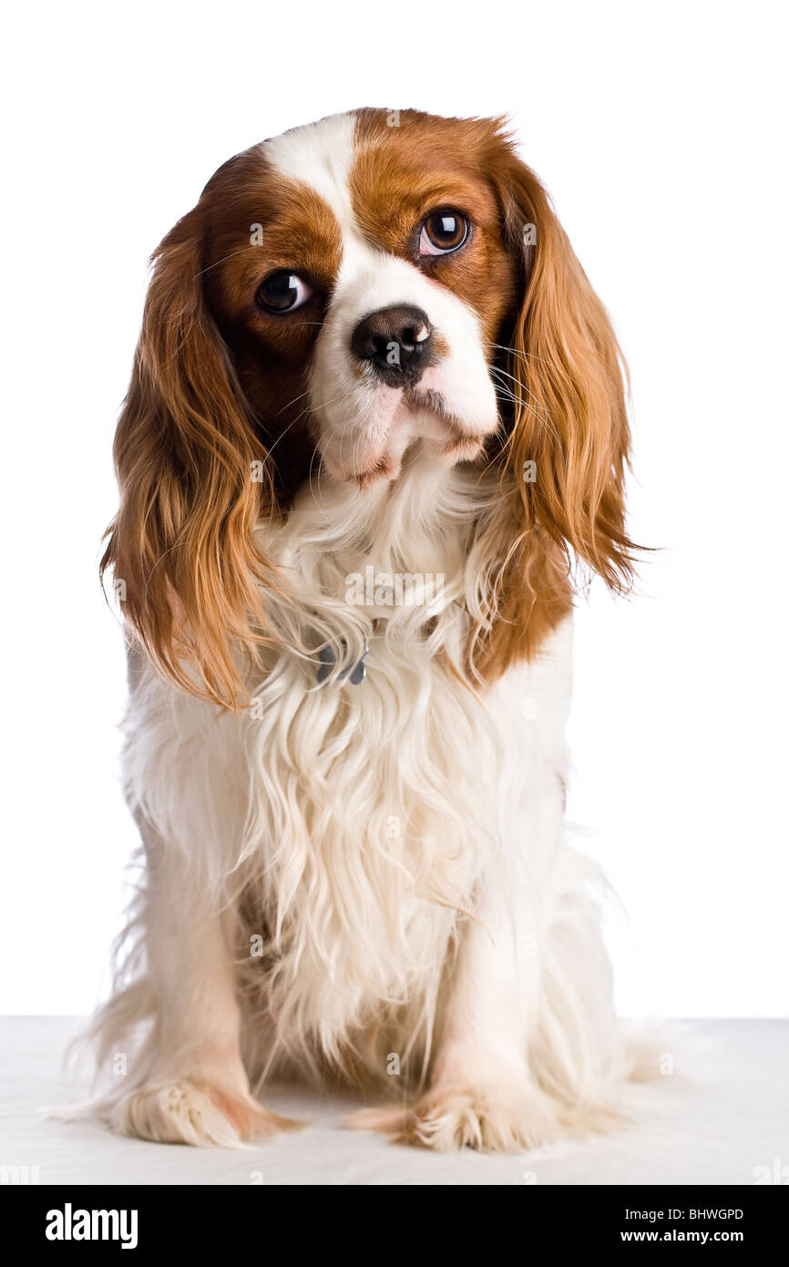 A sitting Cavalier King Charles Spaniel dog Stock Photo - Alamy