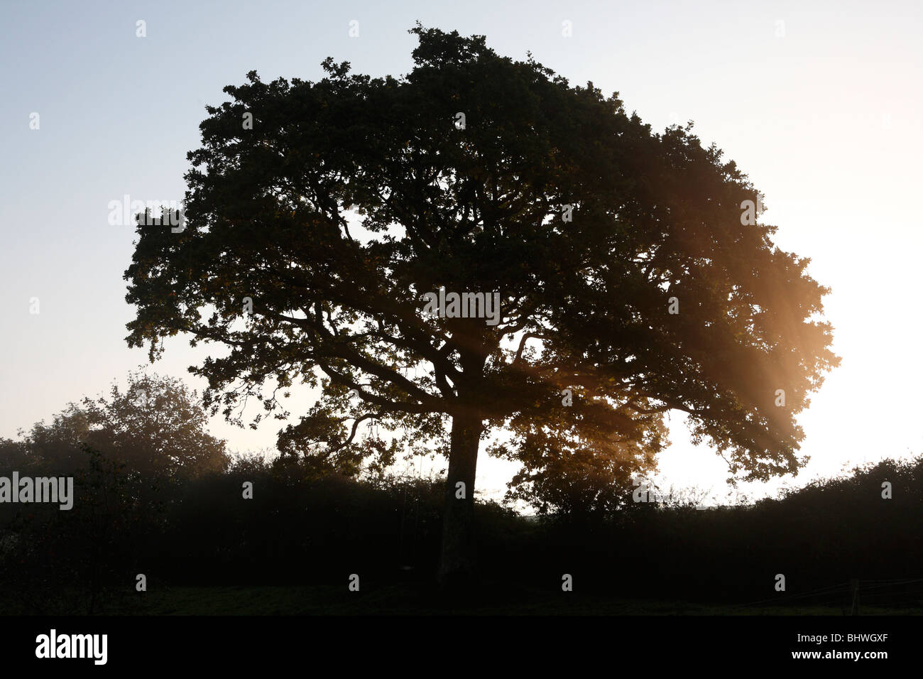 shafts of light shine through the branches of a tree in North Devon Stock Photo