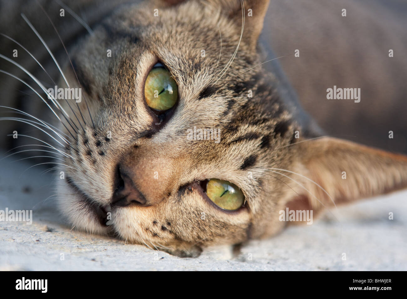 Close up of tabby cat Stock Photo - Alamy