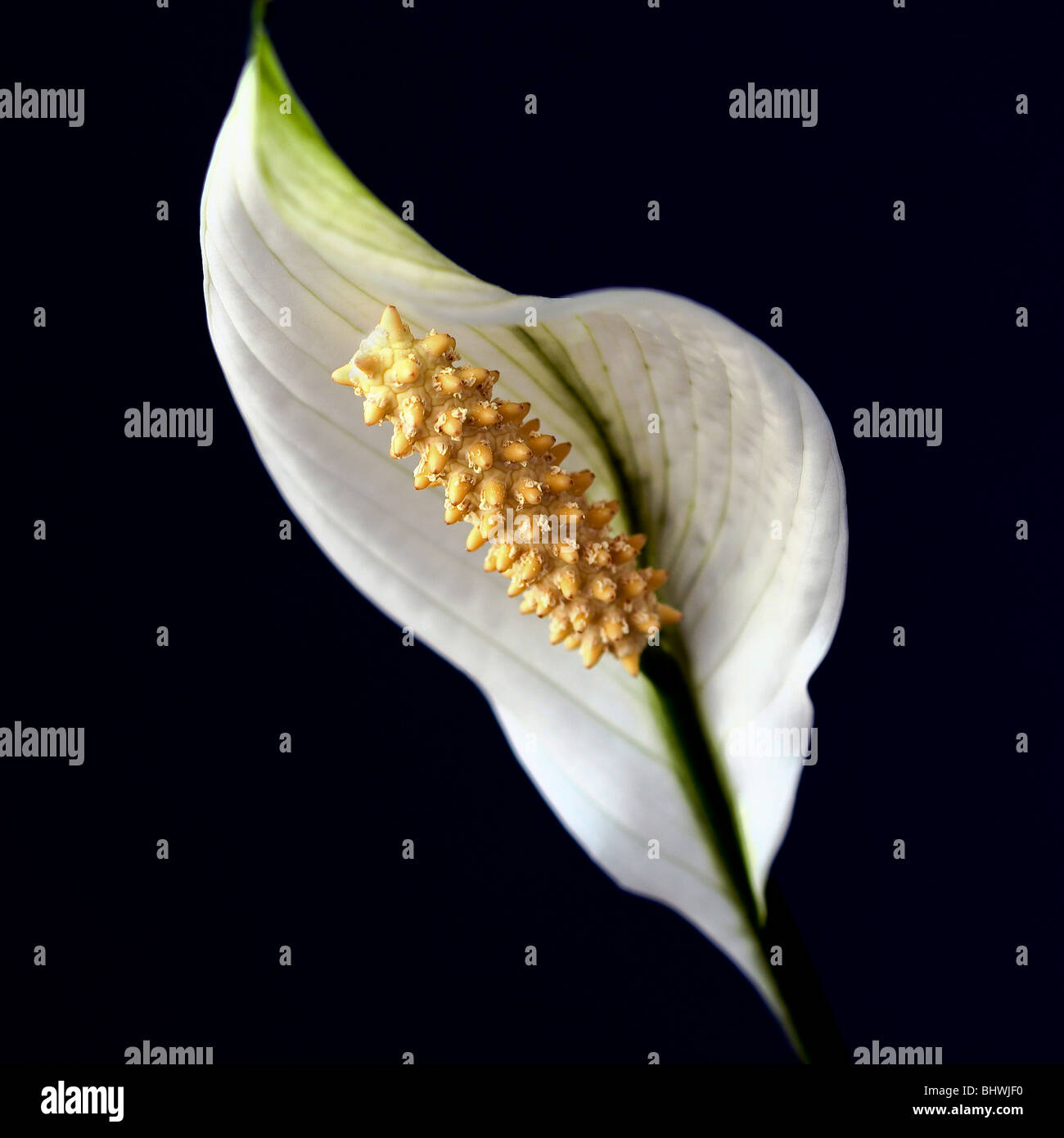 White Peace Lily Spathiphyllum Stock Photo