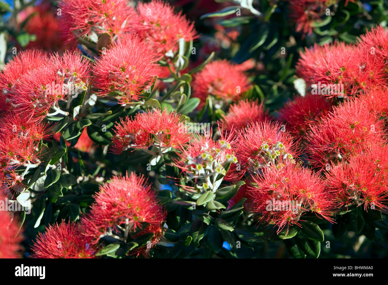 Pohutukawa, the New Zealand Christmas Tree, Auckland, New Zealand Stock Photo