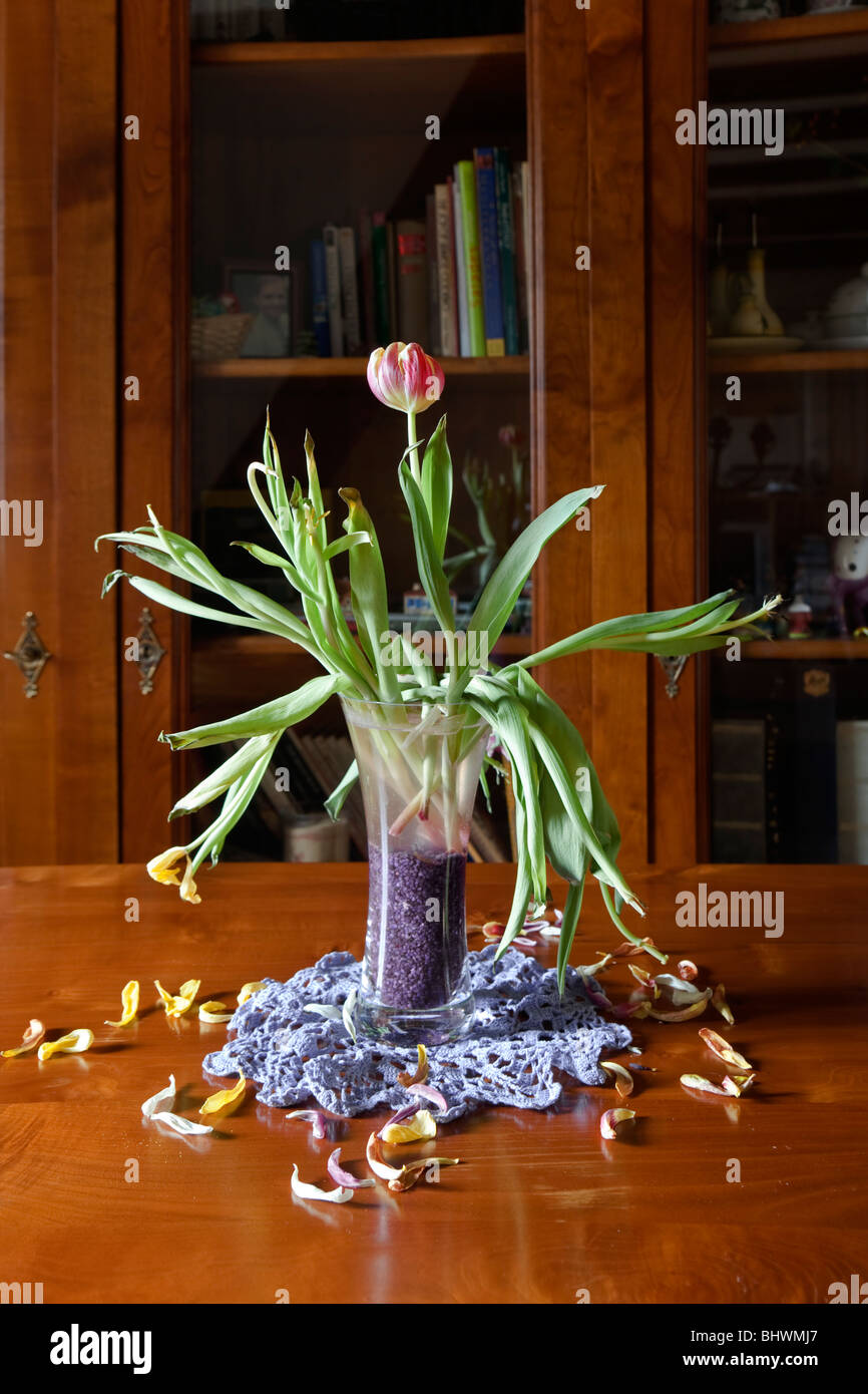 Still life of dead, drooping tulips in a vase on a table. Charles