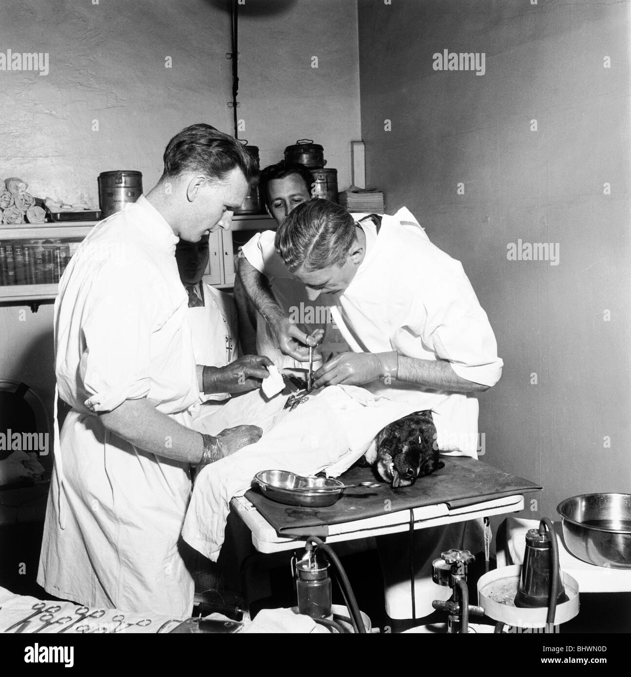 Vets at the People's Dispensary for Sick Animals (PDSA), London, 1951. Artist: Henry Grant Stock Photo - Alamy Vets at the People's Dispensary for Sick Animals (PDSA), London, 1951. Artist: Henry Grant Stock Photo - Alamy