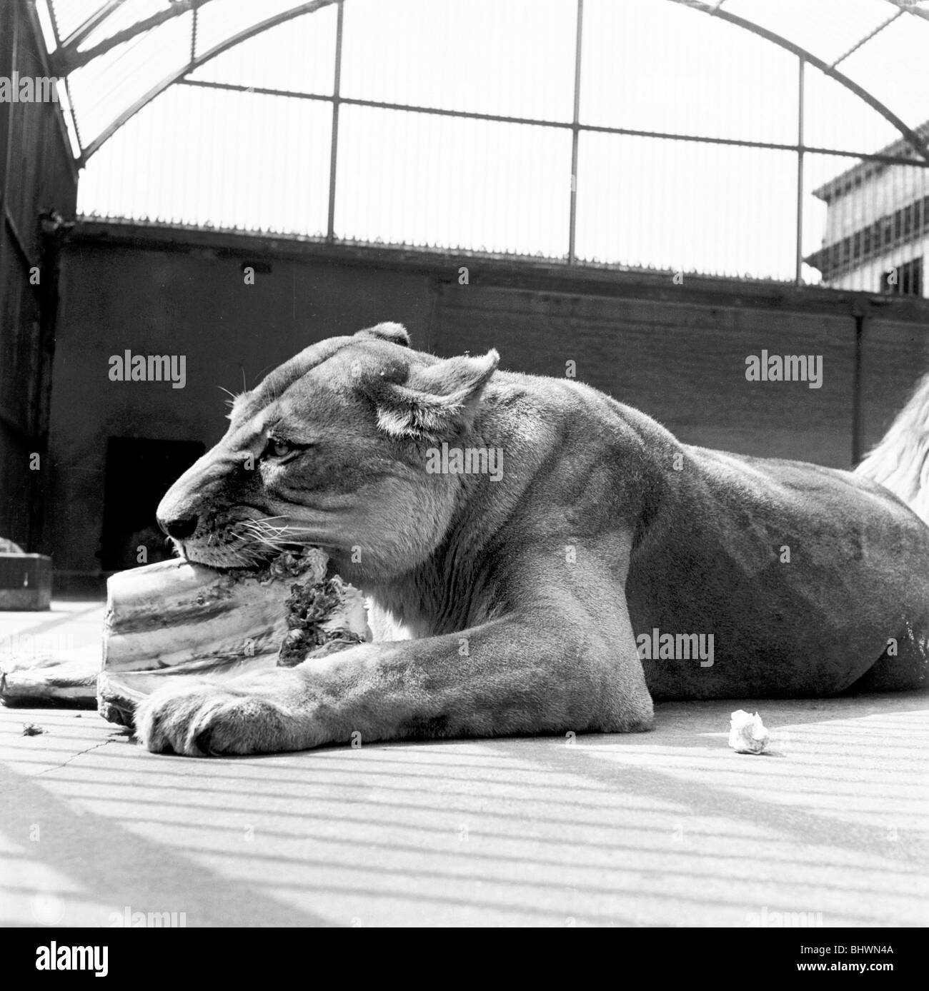London zoo lion enclosure hi-res stock photography and images - Alamy