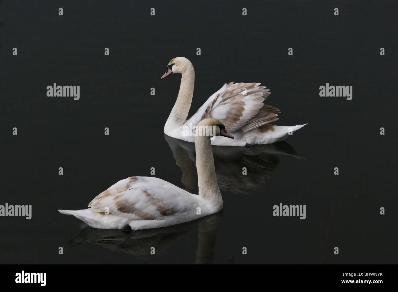 Young Swans swimming on Cosmeston Lake in Cosmeston Country Park Penarth South Wales Stock Photo