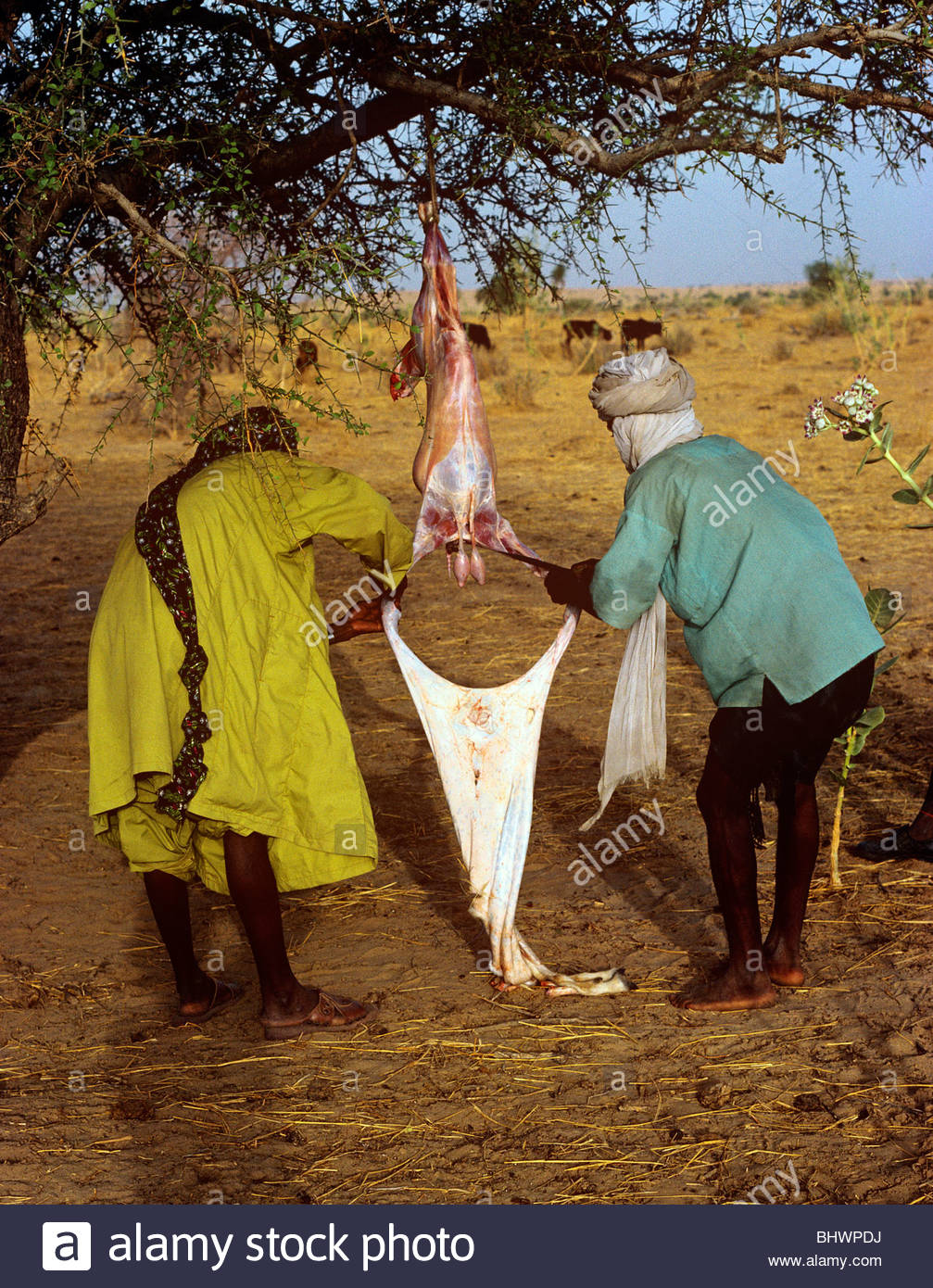 Butchering Goat Stock Photos & Butchering Goat Stock Images Alamy
