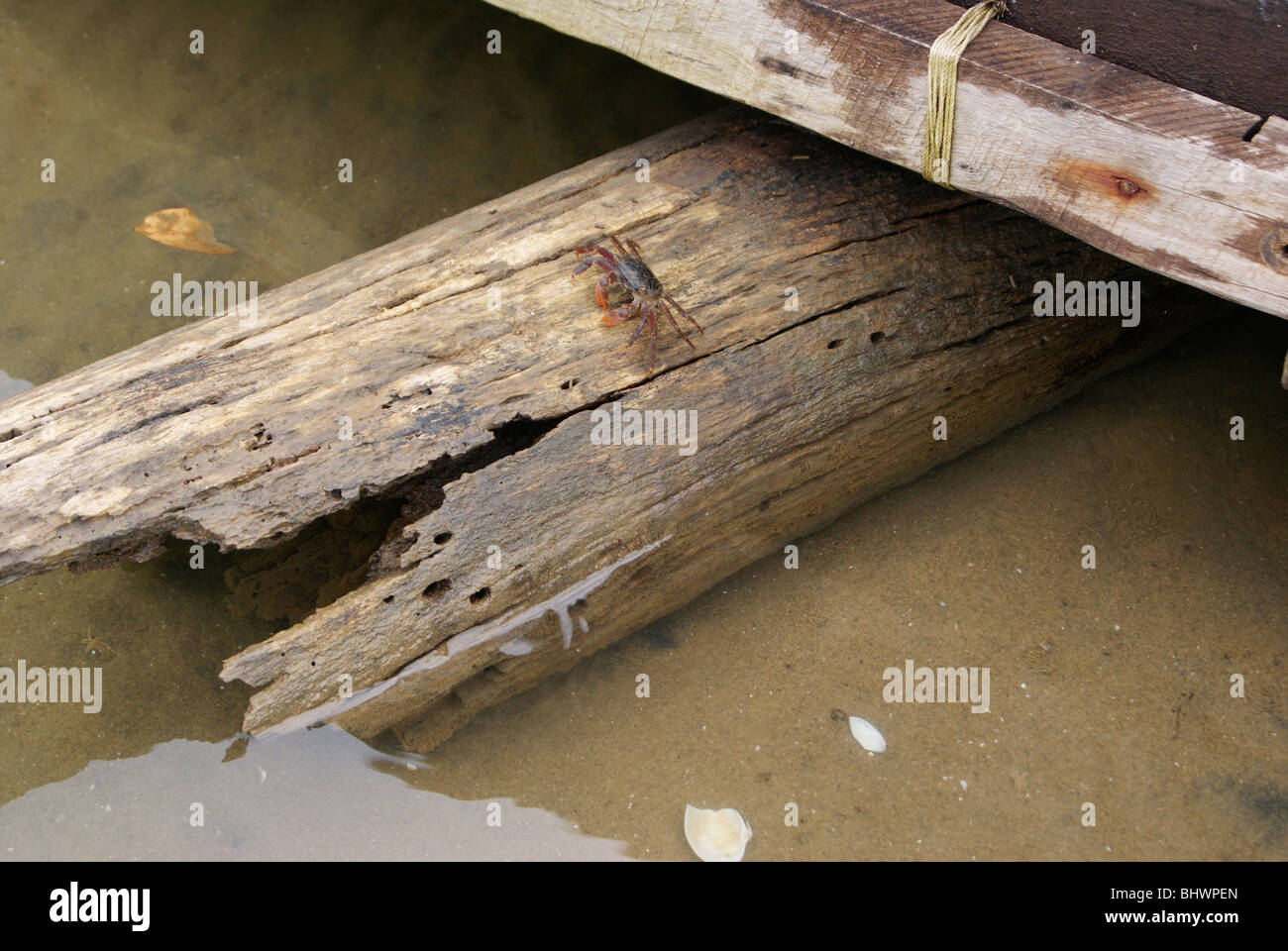 Crab in a Wooden piece of Wood at Lake Water.scene from backwaters of Kerala,India Stock Photo