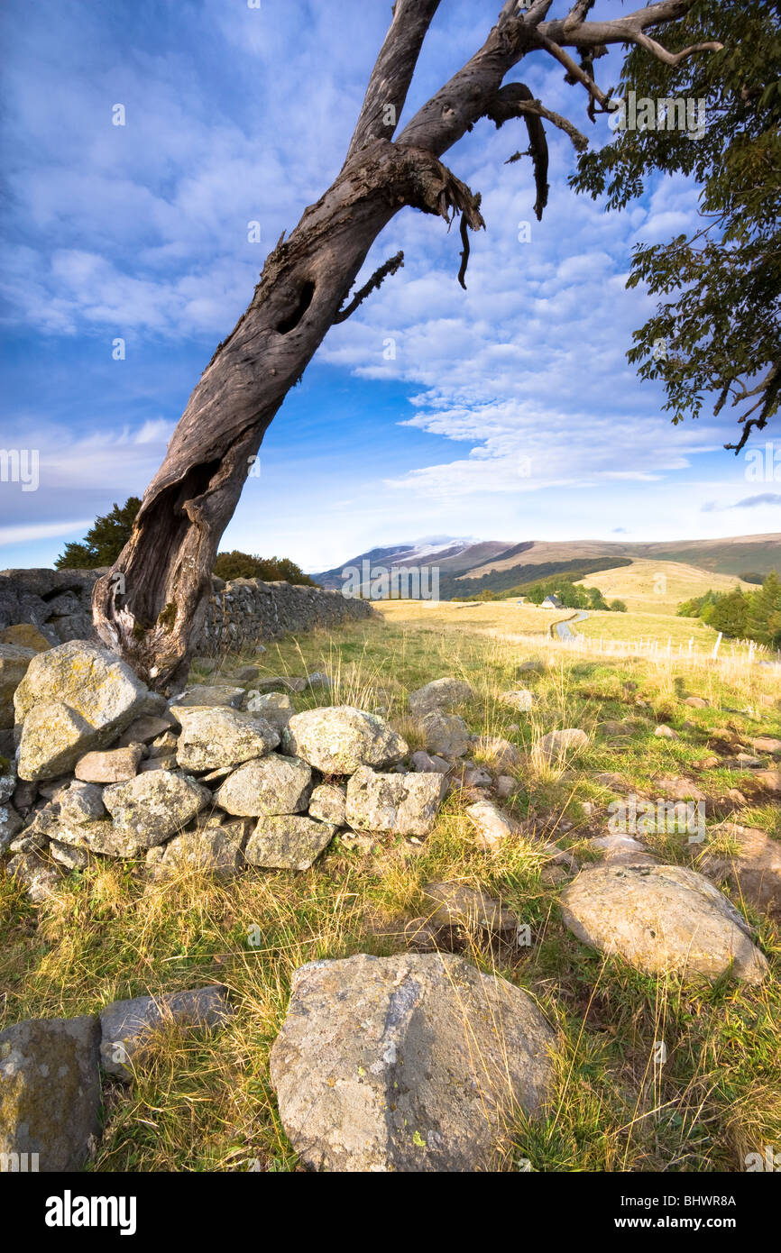 A dead tree next to a stone wall, Auvergne, Massive Central, France. Stock Photo