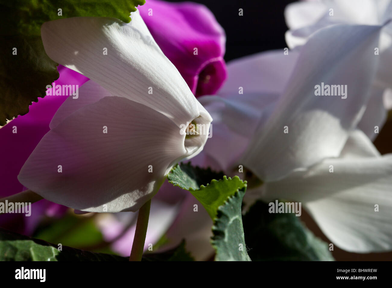 Close up of white Cyclamen, by Charles W. Lupica Stock Photo
