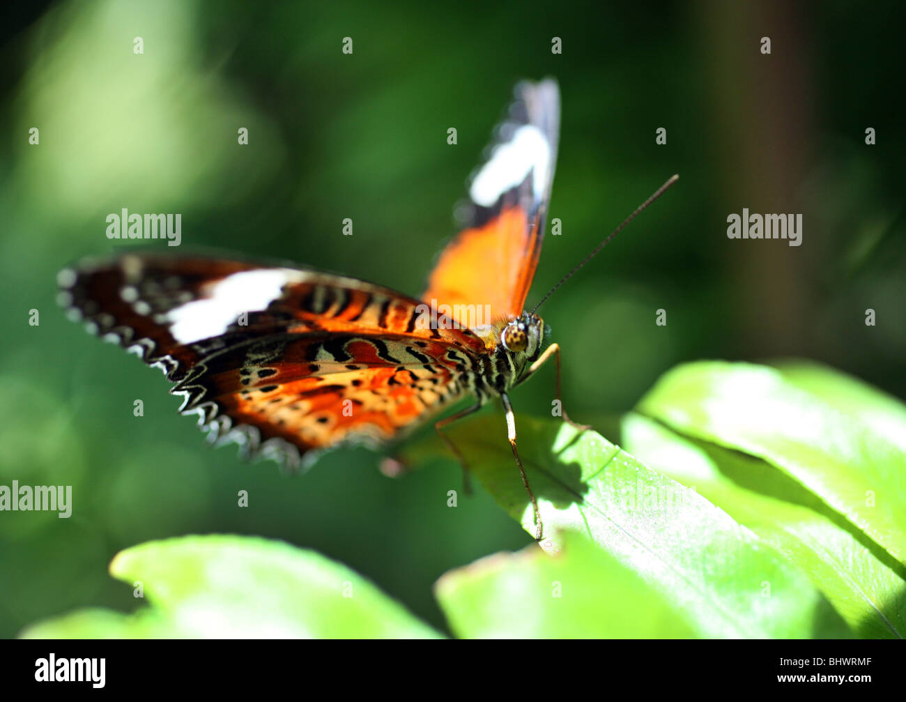 Australian Butterfly Sanctuary Kuranda Stock Photo 28226927 Alamy