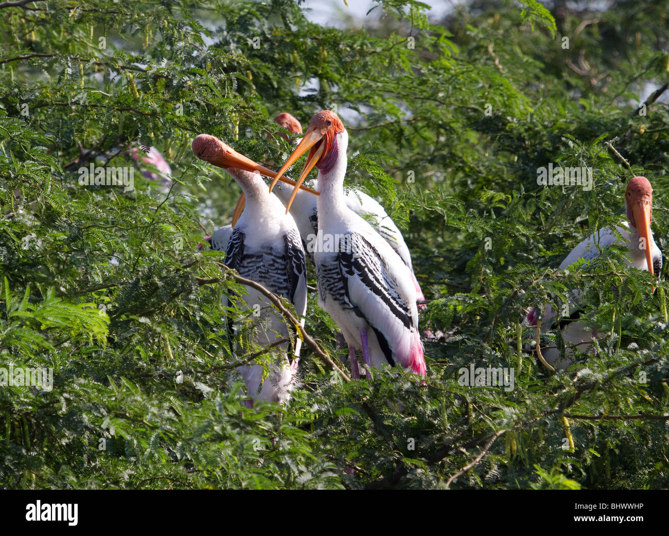 Painted tree birds hi-res stock photography and images - Alamy